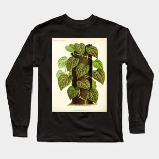 Piper ornatum - botanical illustration Long Sleeve T-Shirt